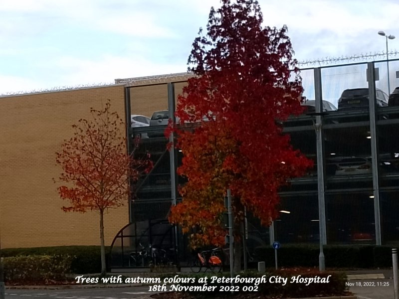 Trees with autumn colours at Peterbourgh City Hospital 18th November 2022 002.jpg