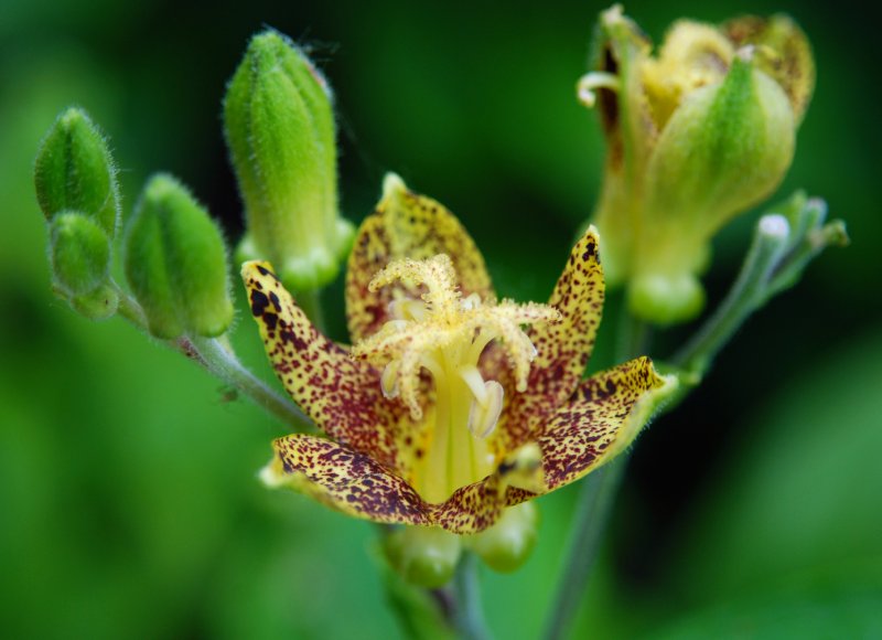 Tricyrtis Yellow Sunrise.jpg