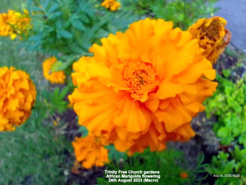 Trinity Free Church gardens - African Marigold flowering 24th August 2023 (Macro).jpg