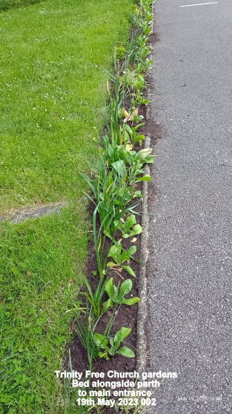 Trinity Free Church gardens - Bed alongside parth to main entrance 19th May 2023 002.jpg