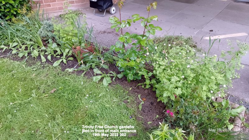 Trinity Free Church gardens - Bed in front of main entrance 19th May 2023 002.jpg