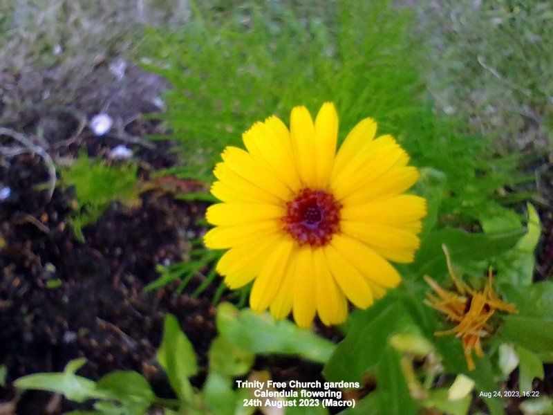 Trinity Free Church gardens - Calendula flowering 24th August 2023 (Macro).jpg