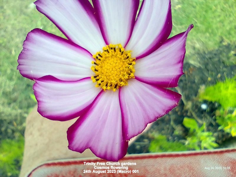 Trinity Free Church gardens - Cosmos flowering 24th August 2023 (Macro) 001.jpg