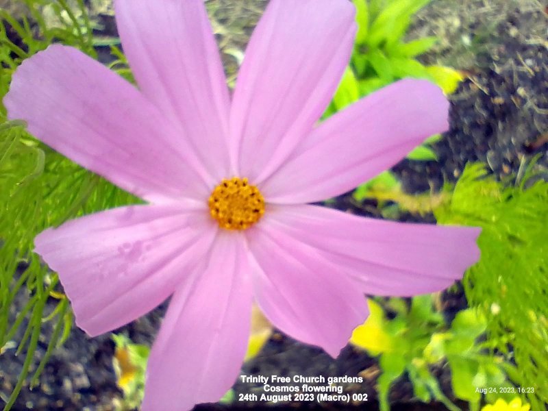 Trinity Free Church gardens - Cosmos flowering 24th August 2023 (Macro) 002.jpg