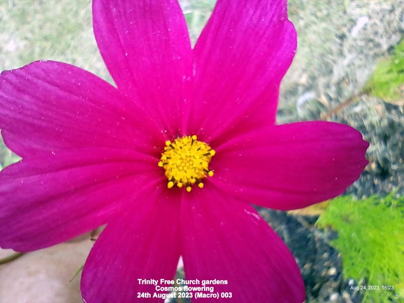 Trinity Free Church gardens - Cosmos flowering 24th August 2023 (Macro) 003.jpg