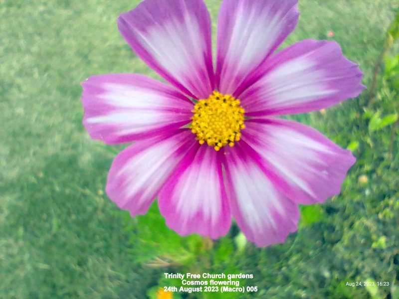 Trinity Free Church gardens - Cosmos flowering 24th August 2023 (Macro) 005.jpg