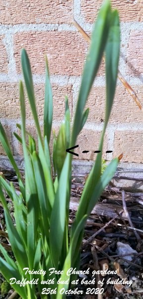 Trinity Free Church gardens - Daffodil with bud at back of building 25th October 2020.jpg