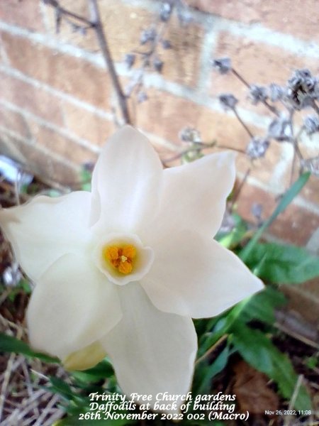 Trinity Free Church gardens - Daffodils at back of building 26th November 2022 002 (Macro).jpg