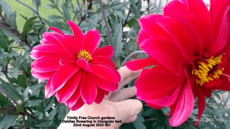 Trinity Free Church gardens - Dahlias flowering in triangular bed 22nd August 2023 001.jpg