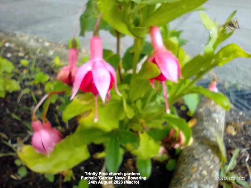 Trinity Free church gardens - Fuchsia 'Garden News' flowering 24th August 2023.jpg