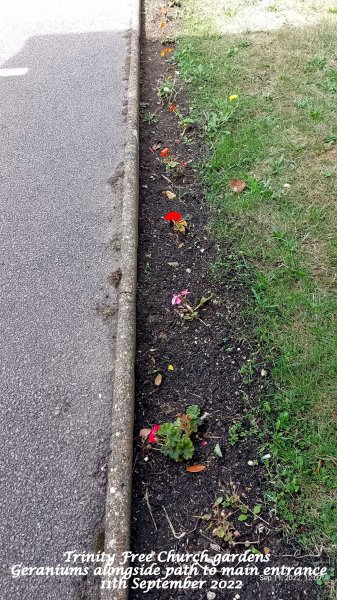 Trinity Free Church gardens - Geraniums alongside path to main entrance 11th September 2022.jpg