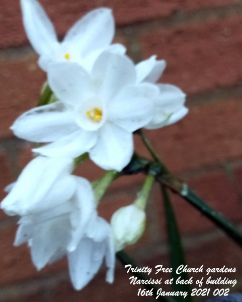 Trinity Free Church gardens - Narcissi at back of building 16th January 2021 002 (Cropped).jpg