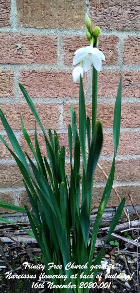 Trinity Free Church gardens - Narcissus flowering at back of building! 16th November 2020 001.jpg