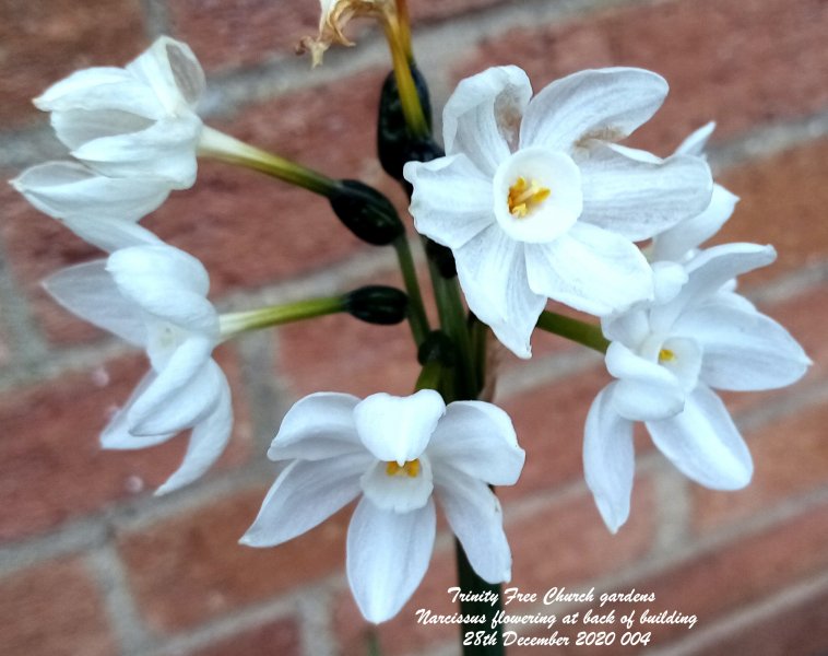 Trinity Free Church gardens - Narcissus flowering at back of building 28th December 2020.jpg