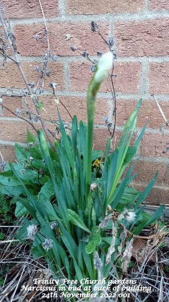 Trinity Free Church gardens - Narcissus in bud at back of building 24th November 2022 001.jpg