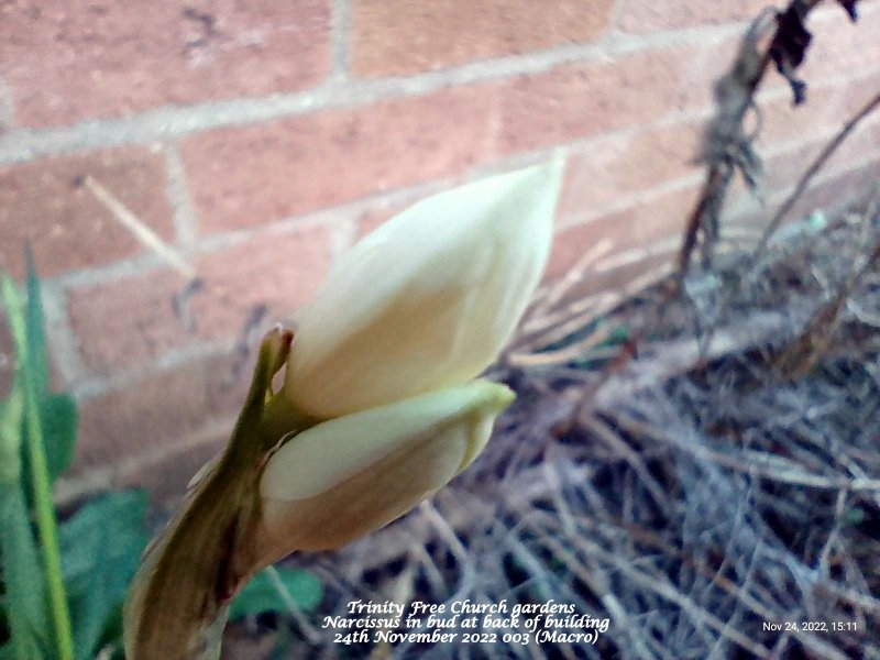 Trinity Free Church gardens - Narcissus in bud at back of building 24th November 2022).jpg