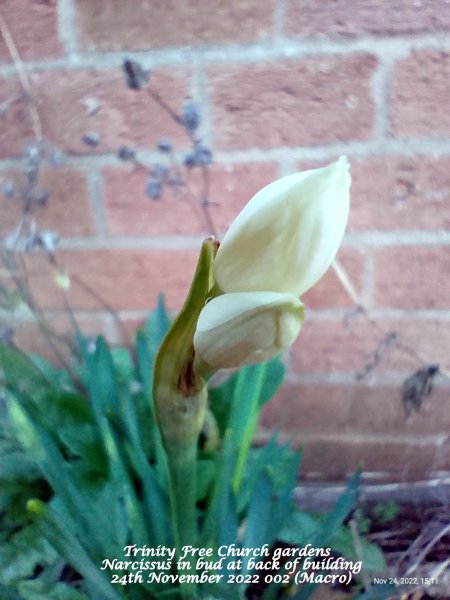 Trinity Free Church gardens - Narcissus in bud at back of building 24th November 2022 (Macro).jpg