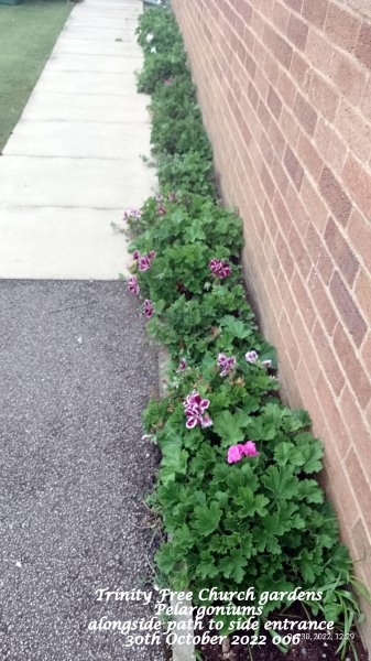 Trinity Free Church gardens - Pelargoniums alongside path to side entrance 30th October 2022 006.jpg