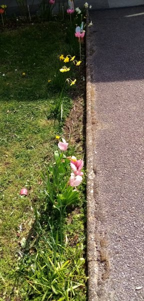 Trinity Free Church gardens - Tulips & Daffodils alongside path Huntingdon 15th April 2022 00.jpg