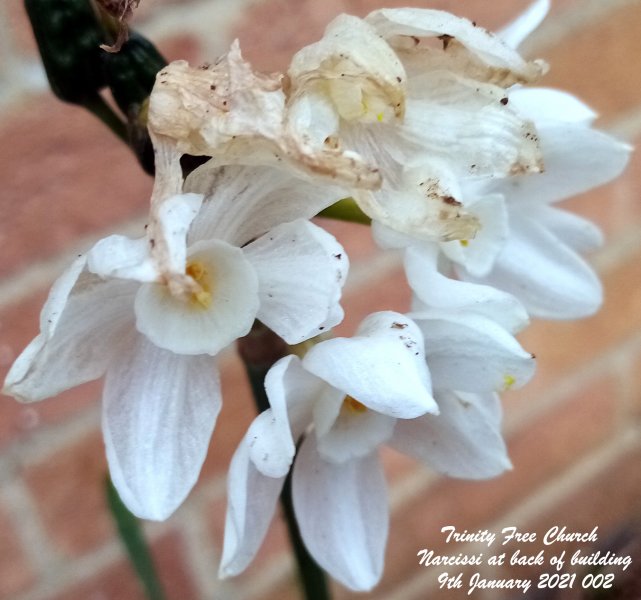 Trinity Free Church - Narcissi at back of building 9th January 2021 002.jpg