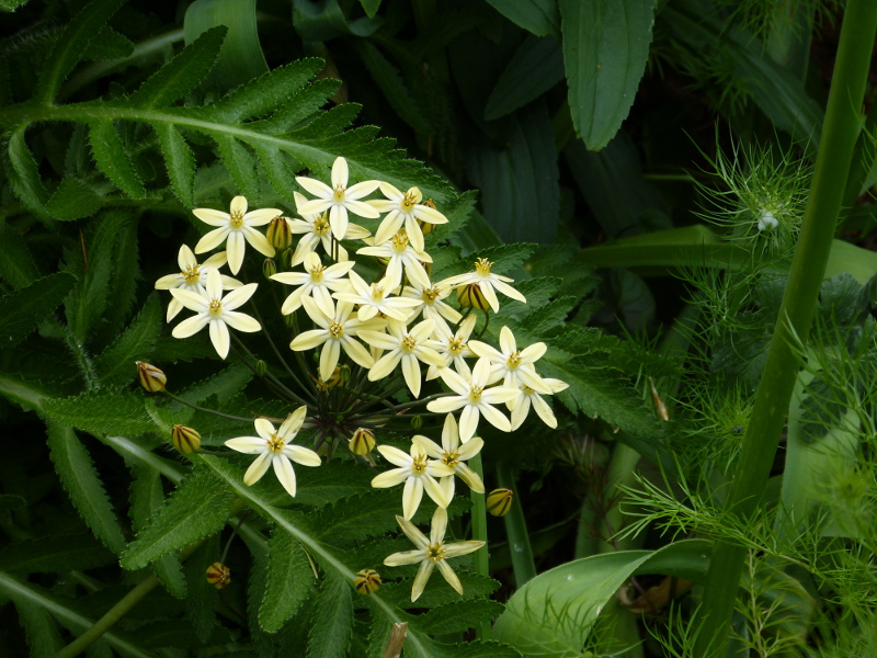 Triteleia  ixoides Starligh.JPG