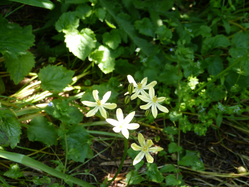 Triteleia ixoides Starlight.JPG