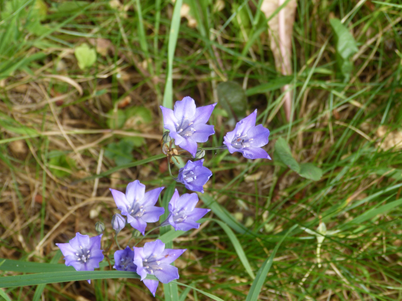 Triteleia laxa.JPG