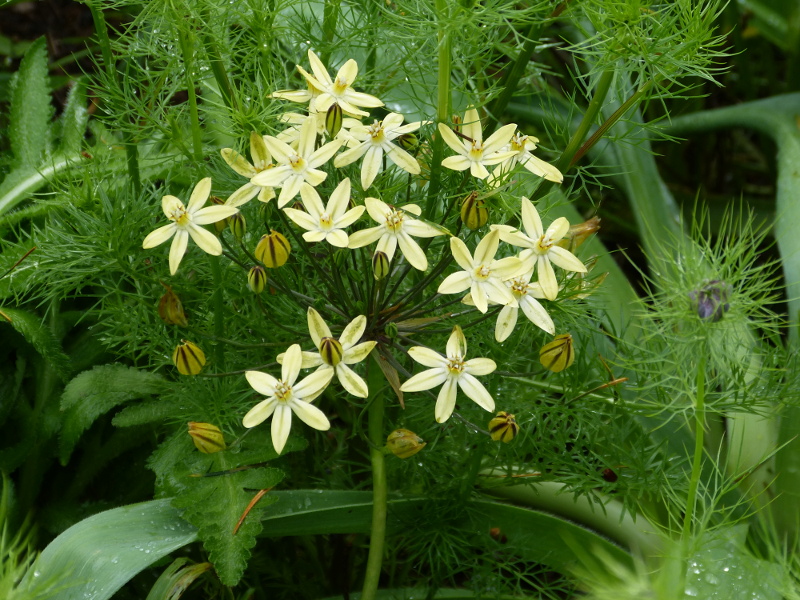 Tritelia ixoides Starlight 1.JPG