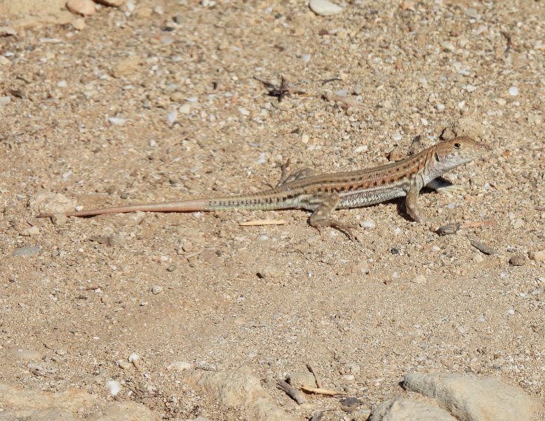 troodos lizard 1.JPG