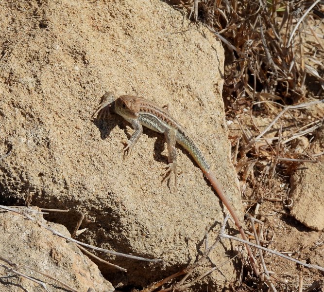 troodos lizard 2.JPG