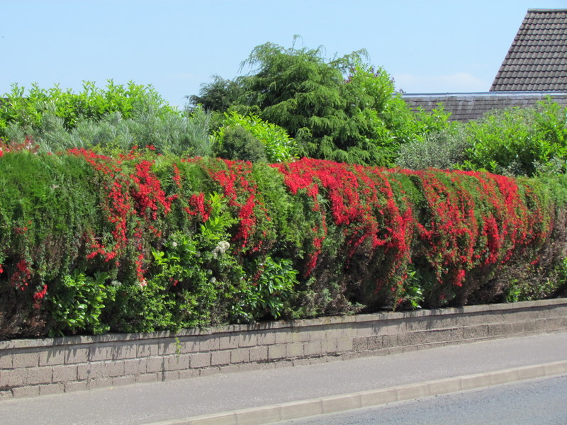 TROPAEOLUM  SPECIOSUM 06-07-2013 12-49-06.JPG