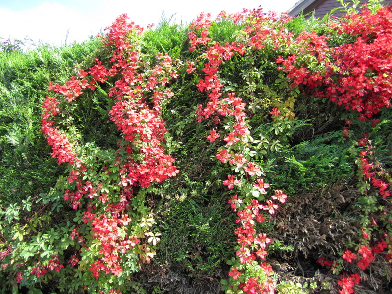 TROPAEOLUM  SPECIOSUM 14-07-2013 12-14-57.JPG