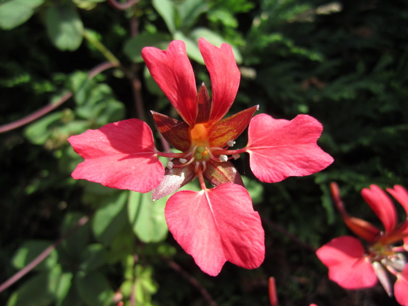 TROPAEOLUM  SPECIOSUM 14-07-2013 12-15-07.JPG