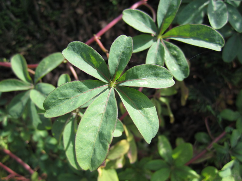 TROPAEOLUM  SPECIOSUM 14-07-2013 12-15-24.JPG