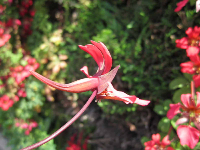 TROPAEOLUM  SPECIOSUM 14-07-2013 12-16-21.JPG