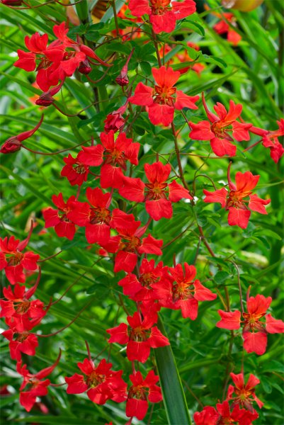 tropaeolum speciosum i like all the tropaeolums but many of them other ___.jpg