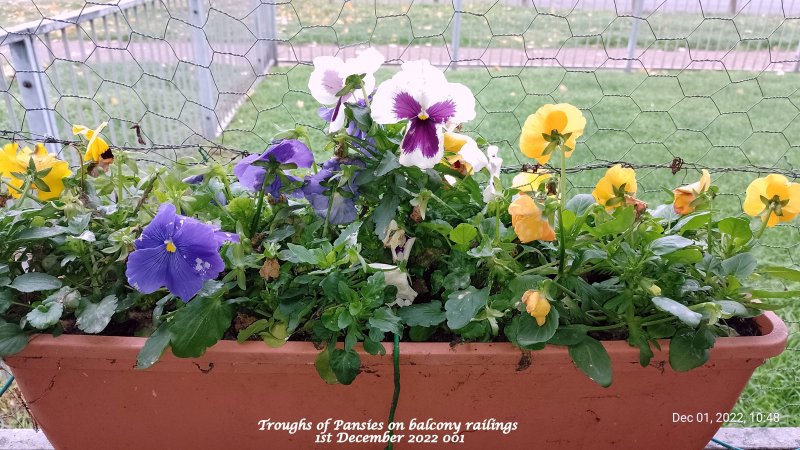 Troughs of Pansies on balcony railings 1st December 2022 001.jpg