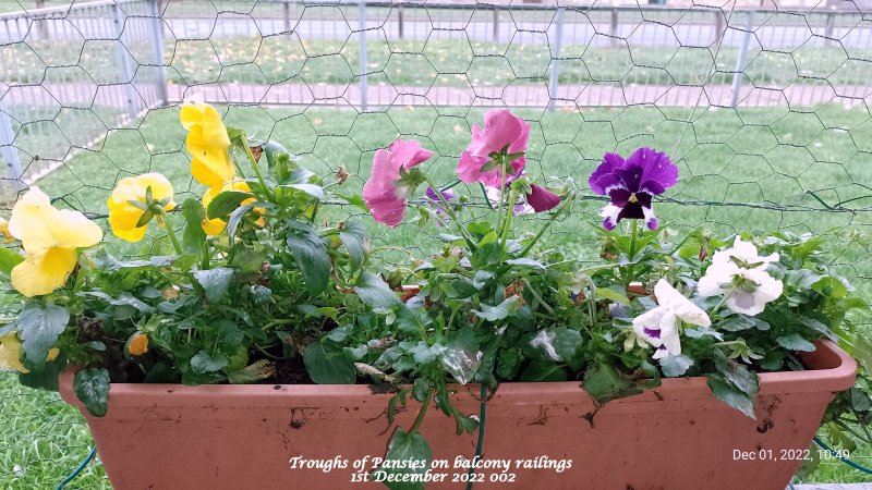 Troughs of Pansies on balcony railings 1st December 2022 002.jpg