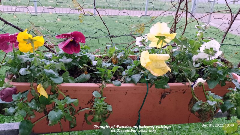 Troughs of Pansies on balcony railings 1st December 2022 003.jpg