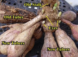 tuberclump.jpg