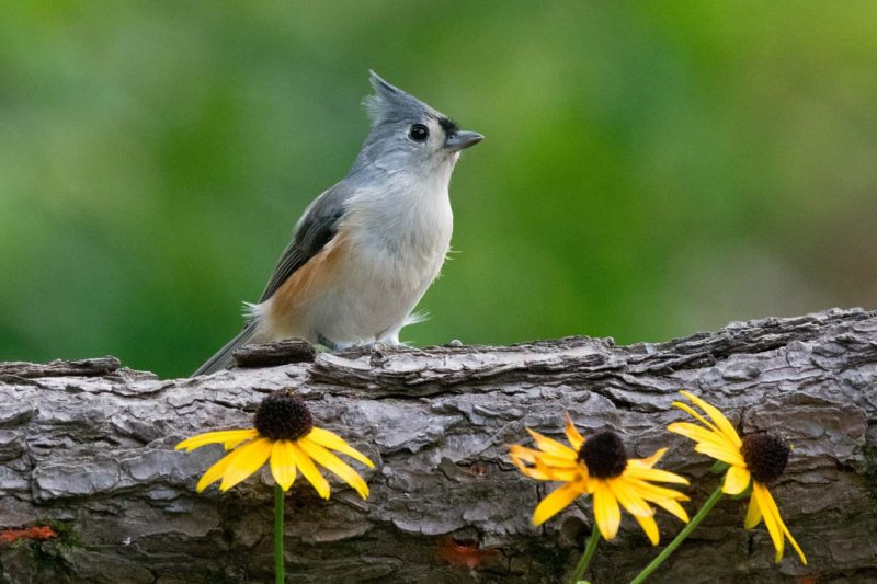 Tufted Titmouse gc.jpg