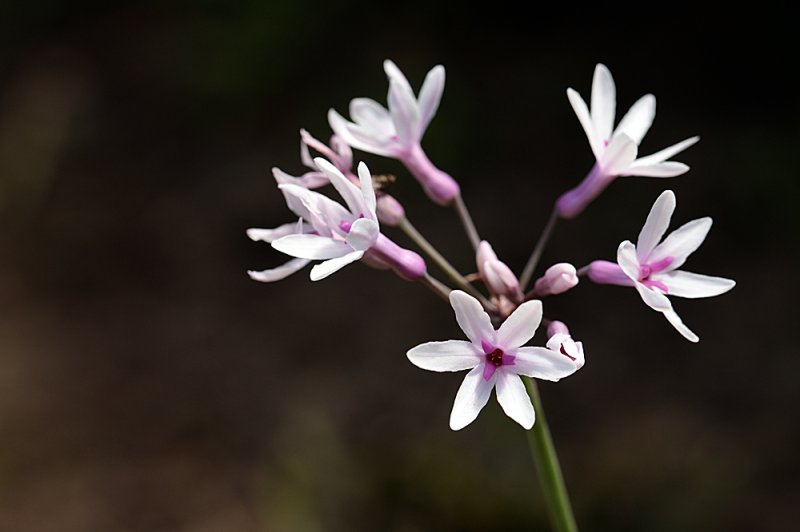 Tulbaghia Purple Eye.jpg