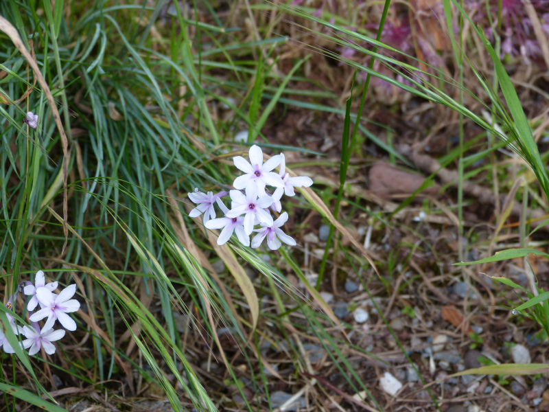 Tulbaghia violacea Purple Eye.JPG