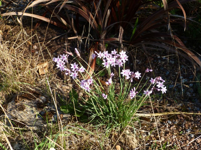 Tulbaghia violacea Purple Eyes 2 .JPG