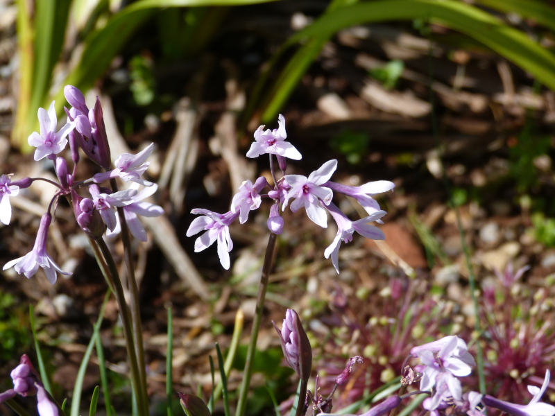 Tulbaghia violacea Purple Eyes.JPG