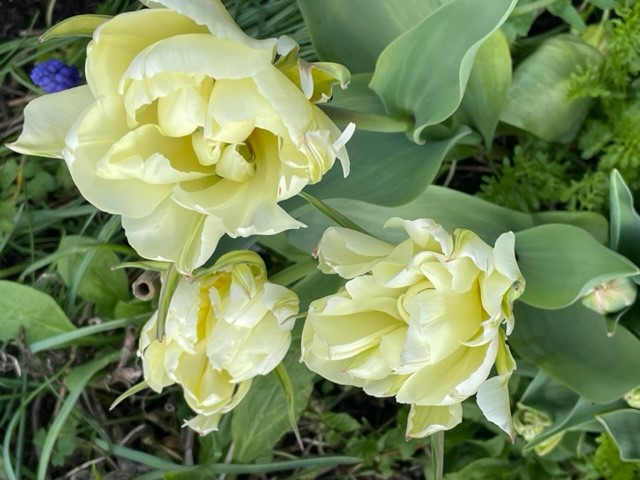 Tulip 3.jpg