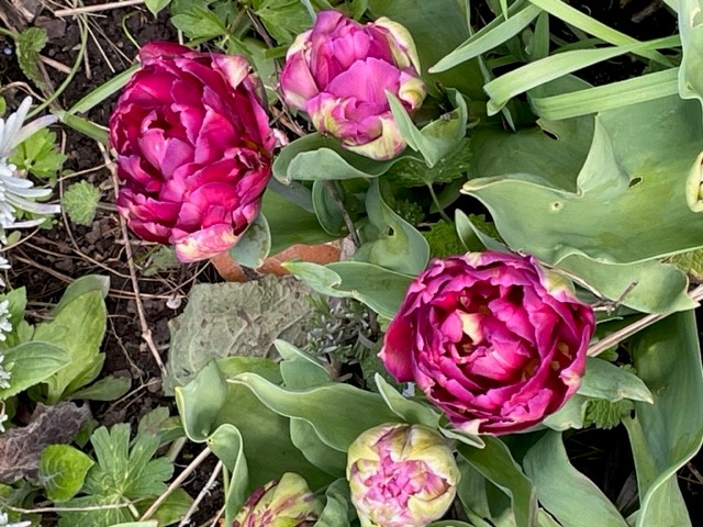 Tulip 8.jpg