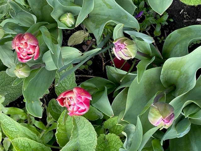 Tulip 9.jpg