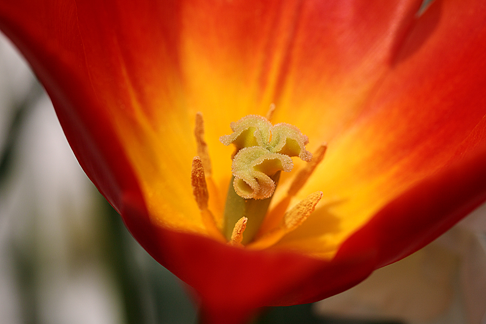 Tulip-centre.jpg