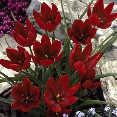 Tulip Hageri Splendens.jpg